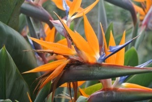 Jardim Botanico - Madeira - Dana and Wild - 5